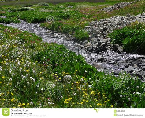 Colorado Alpine Wildflowers Stock Photo Image Of White Pink 48049350