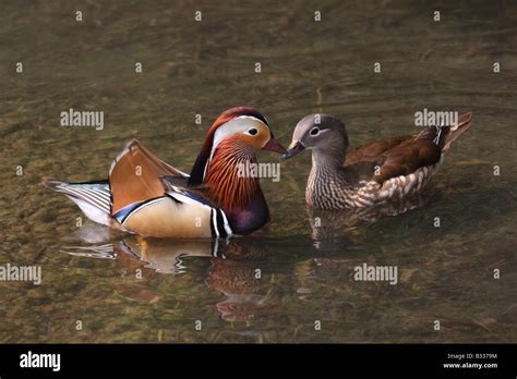 Mandarin Ducks Male And Female Hi Res Stock Photography And Images Alamy