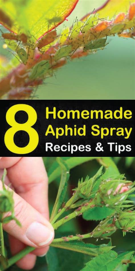 8 Homemade Aphid Spray Recipes And Tip Aphid Spray