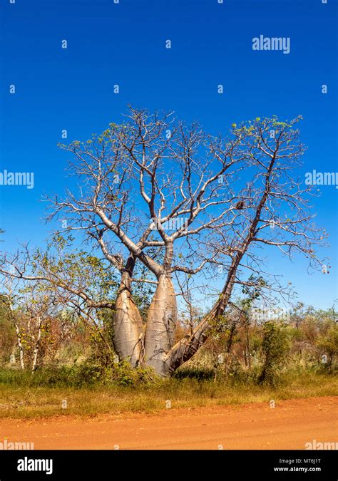 A Boab Tree Adansonia Gregorii Beside The Gibb River Road Kimberley