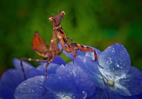 Animal Praying Mantis Hd Wallpaper