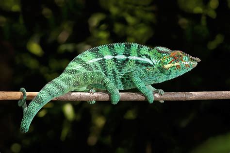 自分の感情が体の色にでちゃう！！心が丸見え「パンサーカメレオン」 | ねこでもわかる生物学