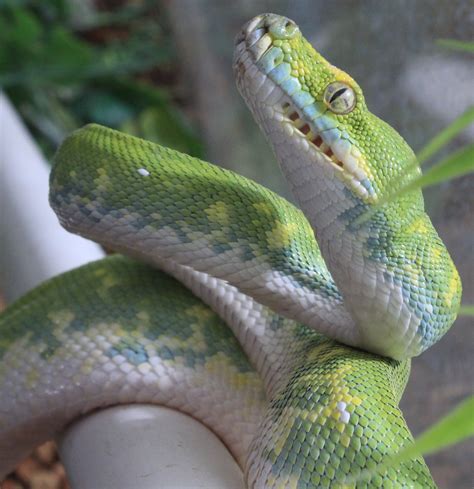 Biak Green Tree Python Traits Morphpedia