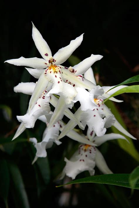 White Spider Orchid Flowers Of A Variety Of Brassia Orchids The Spider Orchid Flower Mimics A