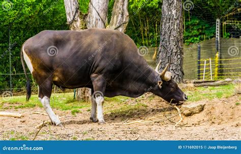 Closeup Of A Banteng Bull In The Pasture Endagered Cattle Specie From
