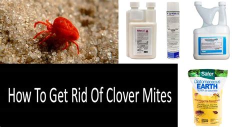 How To Get Rid Of Clover Mites Top 6 Clover Mite Control Products