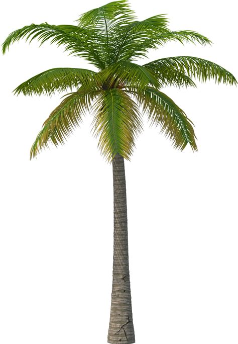 Palm Tree Png Transparent Image Download Size 1161x1677px