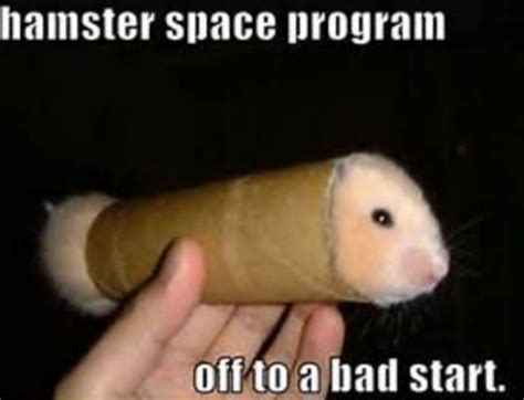 Pin By Jake Drexel On Funny But Cute Funny Hamsters Hamster Cute
