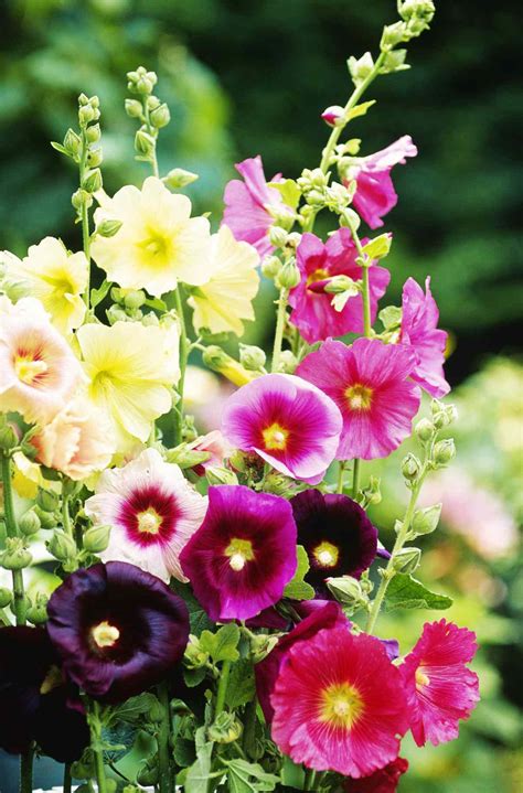 The Best Long Blooming Perennials For Summer Gardens Southern Living