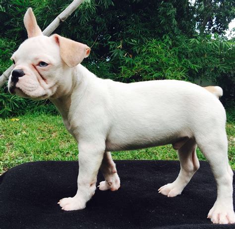 25 French Bulldog Rescue Orlando Fl Photo Bleumoonproductions