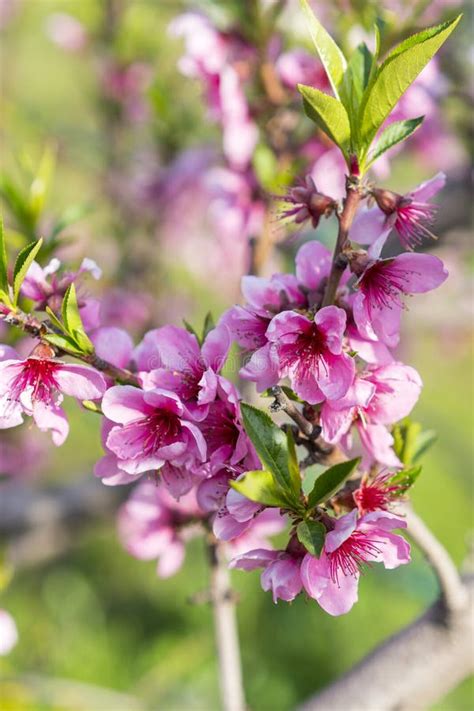 Beautiful Pink Peach Blossom Flowering Peach Tree On A Red Background