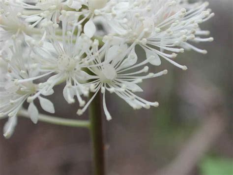 White Baneberry Actaea Pachypoda 03 Wild Flowers Of Sleepy Hollow