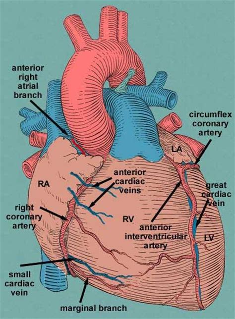 Blood may flow out of the body, as external bleeding, or it may flow into the spaces around organs or directly into organs. Venous Drainage of Heart at University of Medicine and Dentistry of New Jersey - StudyBlue