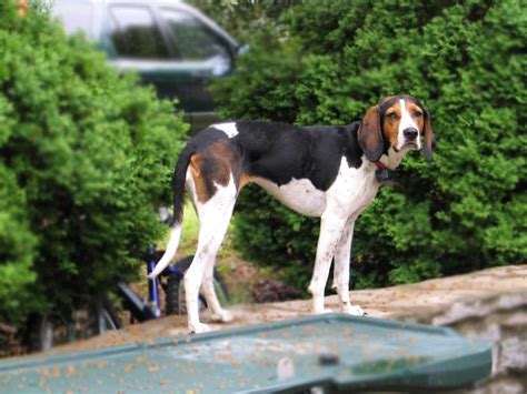 Treeing Walker Coonhound Dog Breed Information 46 Off