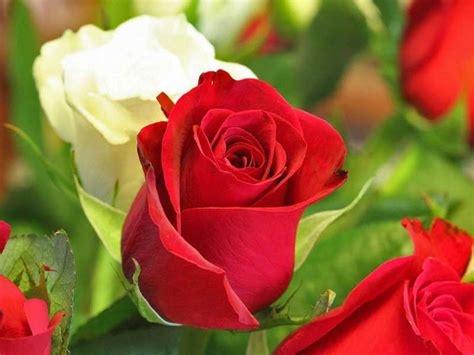 In a different setting, with a huge number of dancers… any. O Significado das Rosas | Flores - Cultura Mix