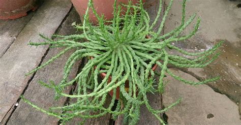 How To Grow And Care For A Medusas Head • World Of Succulents