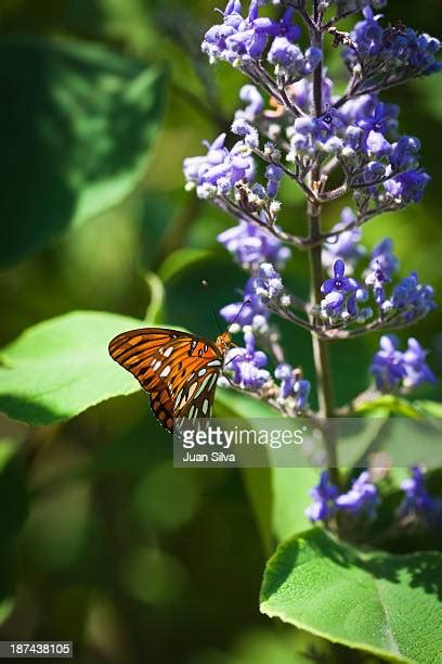 Miami Blue Butterfly Photos And Premium High Res Pictures Getty Images