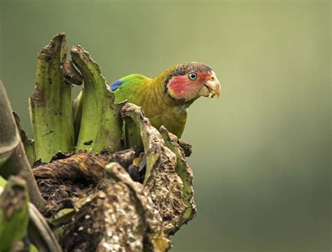 42 Rose Faced Parrot Pyrilia Pulchra Found In Colombia And Ecuador