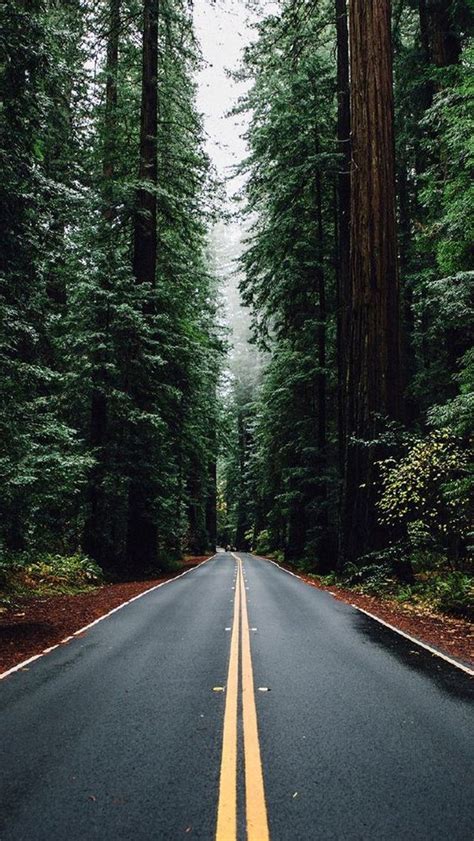 Green Forest Road Tall Trees Iphone 5 Wallpaper Green Forest Road Tall