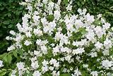 Fragrant White Flower Bush Images