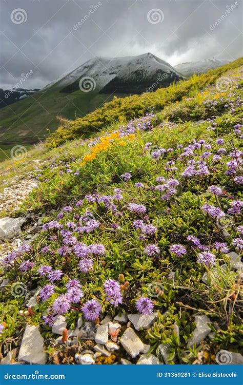 Wild Mountain Flowers Stock Image Image Of Farm Idyllic 31359281