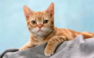 Image result for images of nice cats