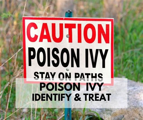 Poison Ivy 101 How To Identify And Treat Poison Ivy Part 1 Life