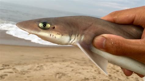 Baby Sharks Images