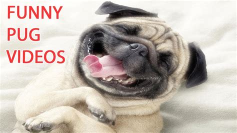 Best Funny Pug Compilation Youtube