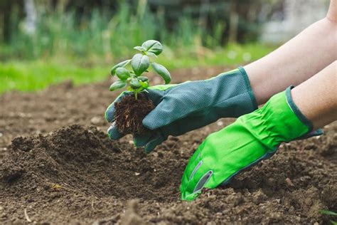 Vegetables are parts of plants that are consumed by humans or other animals as food. How to Start a Vegetable Garden - Better Lawns & Garden