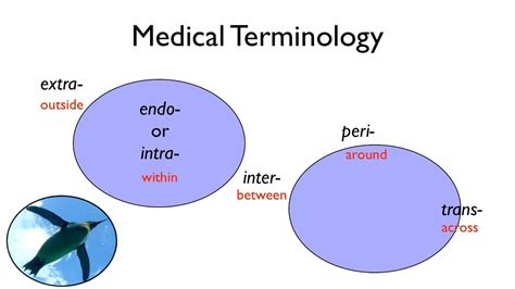 Medterms medical dictionary is the medical terminology for medicinenet.com. Medical Terminology - YouTube