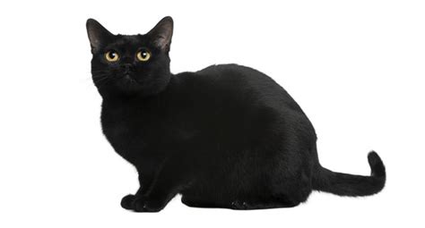 Everything You Need To Know About The Black Burmese Cat Petsmont