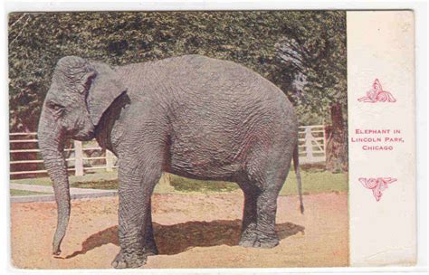 Elephant Lincoln Park Zoo Postcard Lincoln Park Zoo Chicago Zoo