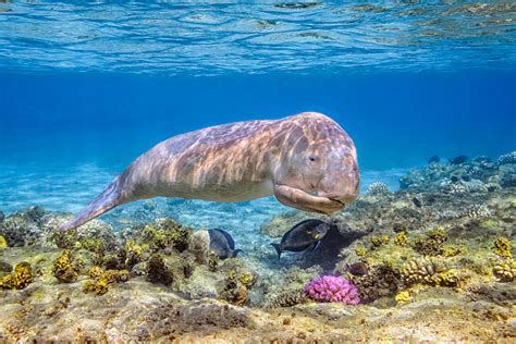 It is one of four living species of the order sirenia, which also includes three species of manatees. Seekuh - Bilder und Stockfotos - iStock