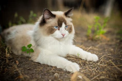 Beautiful Young Cat Of Ragdoll Breed Walks On Outdoors Stock Image