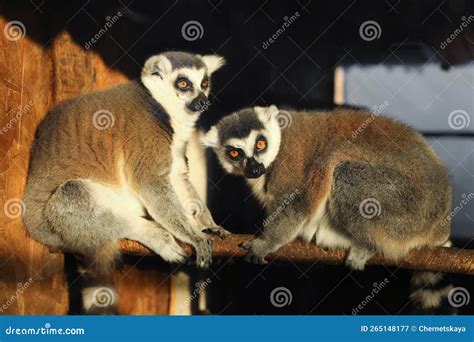 Two Adorable Ring Tailed Lemurs On Wooden Bar In Zoo Stock Image