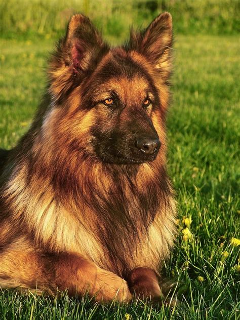 Guide To Long Coat German Shepherd Dogs Pethelpful