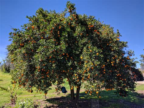 Valencia Orange Tree Greg Alders Yard Posts Food Gardening In