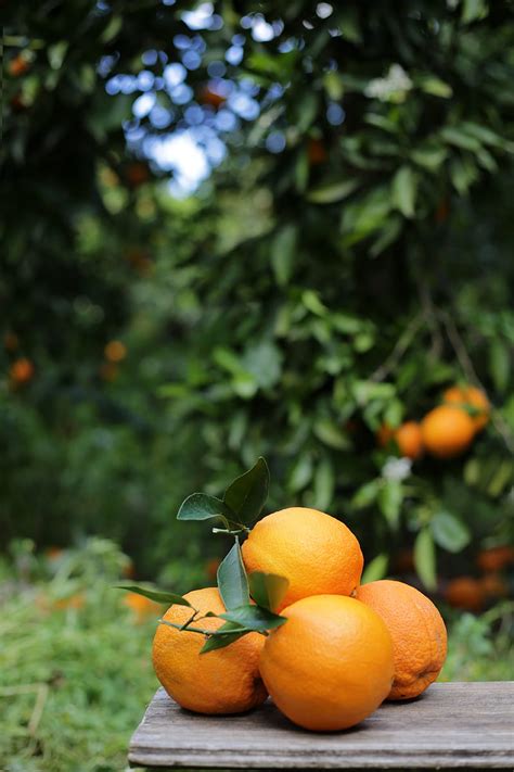 Oranges Fruits Citrus Harvest Hd Phone Wallpaper Peakpx