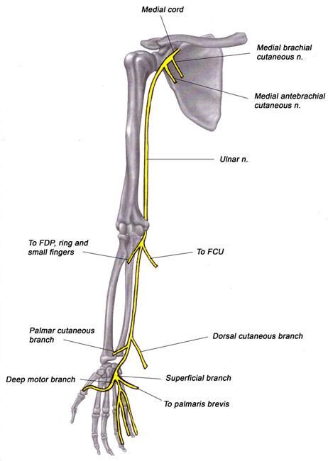 Ulnar Nerve Entrapment Wikipedia Vlrengbr