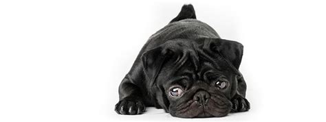 At what month or phase was your puppy the most difficult to deal with? Why Are Pugs So Hyper And What Age Do They Calm Down?