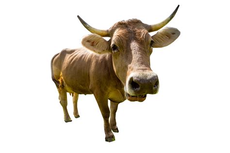 Male Cow Standing Png Image Purepng Free Transparent Cc0 Png Image