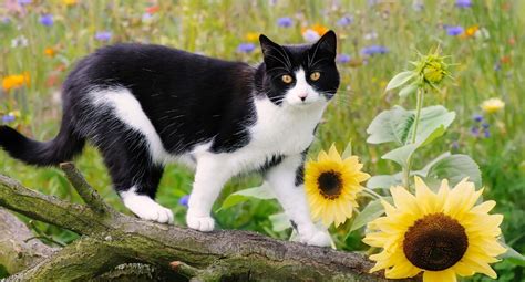 10 Facts About Tuxedo Cats Personality History Health And More