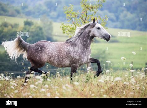 Irish Draught X Haflinger Horse Gray Mare Trotting On A Flowering