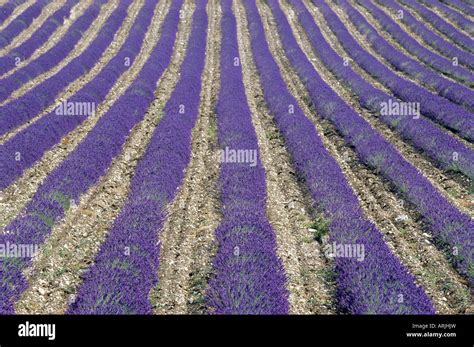 Lavender Field Sault Vaucluse Provence France Europe Stock Photo