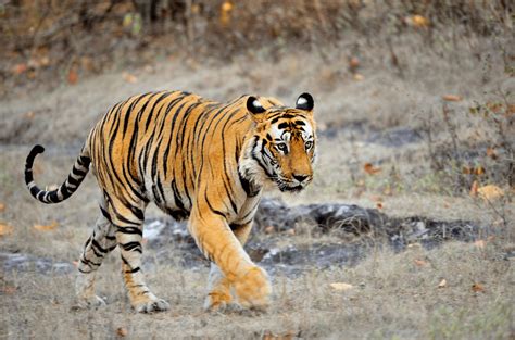 Fauna In Bandhavgarh National Park Wildlife Of Bandhavgarh