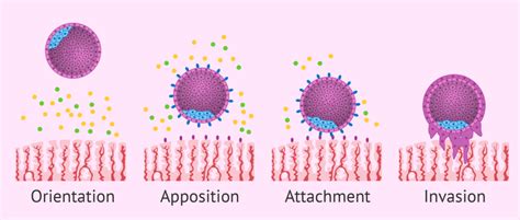 The Mystery Of The Implantation Process Revealed Making Babies In