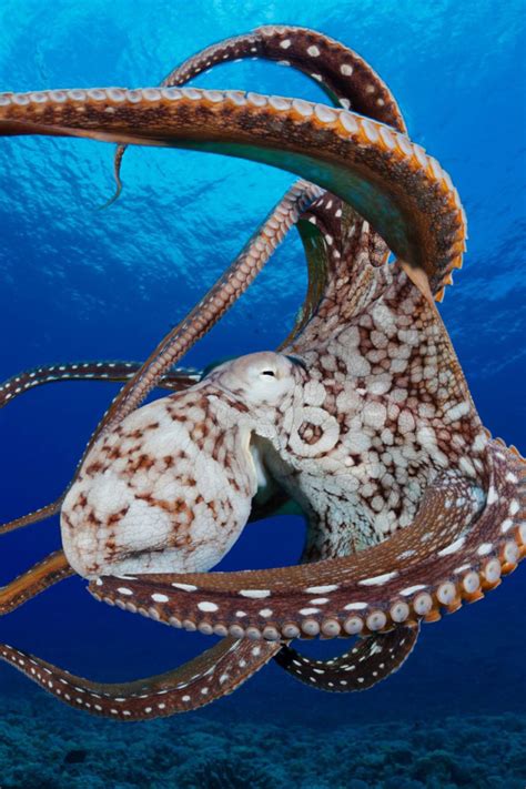Octopus In The Atlantic Ocean Wallpaper For 640x960