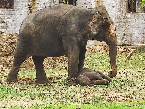 Mother Elephant Grieving For Calf Taken At Bannerghata Zoo Flickr