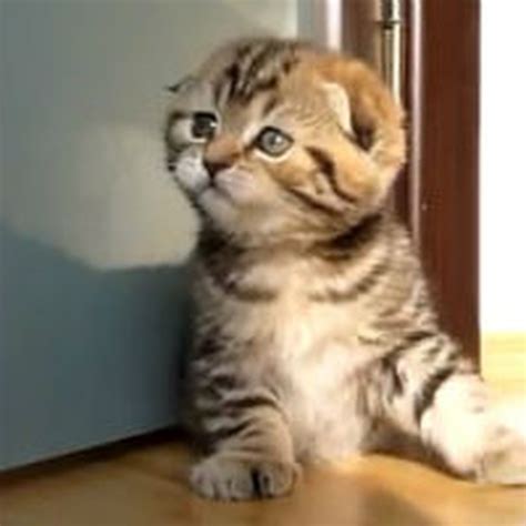 Adorable Scottish Fold Kittens Run Around At Home